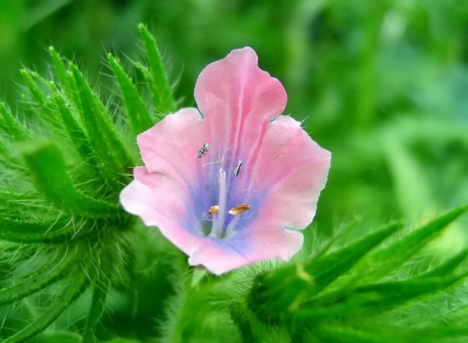 61_Blauer Natternkopf_Echium vulgare