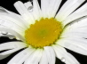 61_Gnseblmchen_Bellis perennis