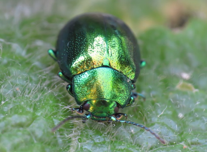 62_Minzeblattkfer_Chrysolina herbacea