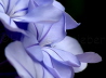 63_Bleiwurz_Plumbago auriculata