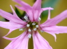 64_Kuckucks-Lichtnelke_Lychnis flos-cuculi