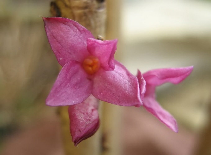 64_Seidelbast_Daphne mezereum 'Rubra'