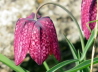 67_Schachbrettblume_Fritillaria meleagris