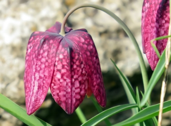 67_Schachbrettblume_Fritillaria meleagris