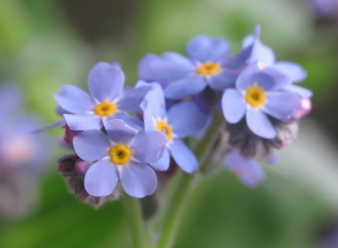 69_Vergissmeinnicht_Myosotis sylvatica