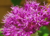 70_Zierlauch_Allium