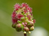 72_Kleiner Wiesenknopf_Sanguisorba minor