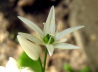 74_Brlauch_Allium ursinum