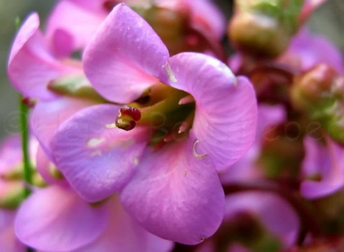 75_Bergenie_Bergenia cordifolia