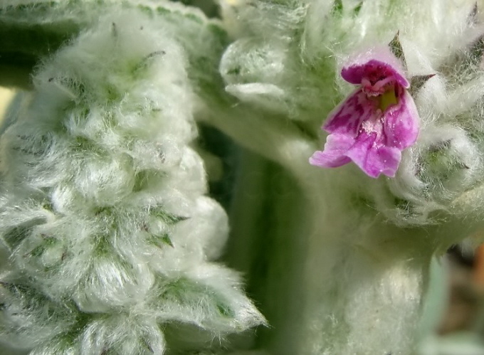 75_Woll-Ziest_Stachys byzantina
