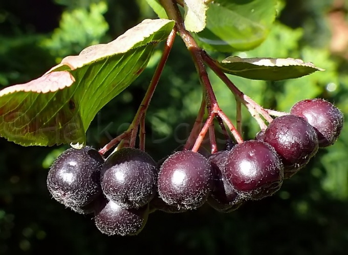 77_Aroniabeere_Aronia melanocarpa Nero