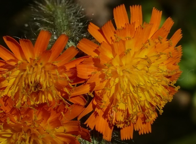 77_Orangerotes Habichtskraut_Hieracium aurantiacum