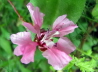 78_Mandelrschen_Clarkia unguiculata