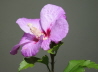 80_Gartenhibiskus_Hibiscus syriacus