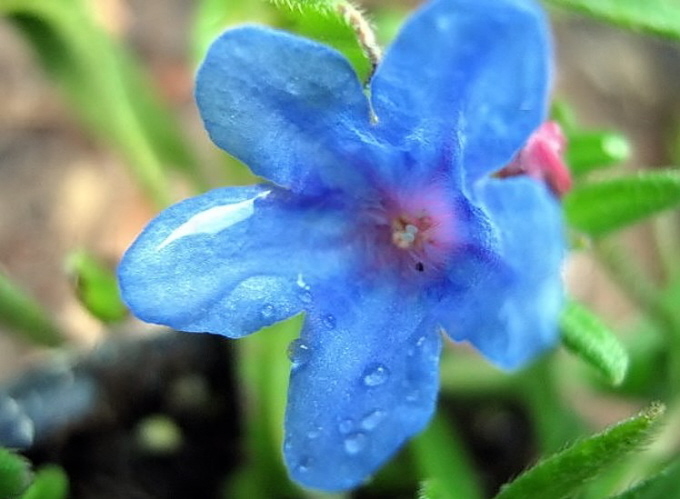 81_Steinsame_Lithodora diffusa