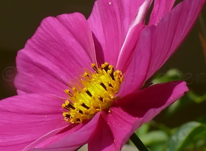 83_Cosmea_Cosmos bipinnatus