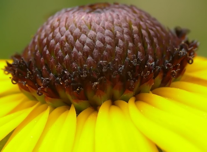 86_Sonnenhut_Rudbeckia hirta