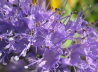 87_Bartblume_Caryopteris incana