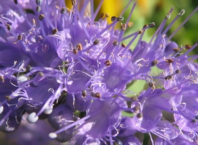 87_Bartblume_Caryopteris incana