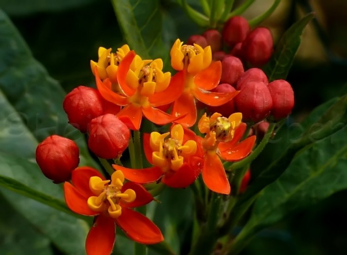 88_Indianer-Seidenpflanze_Asclepias curassavica