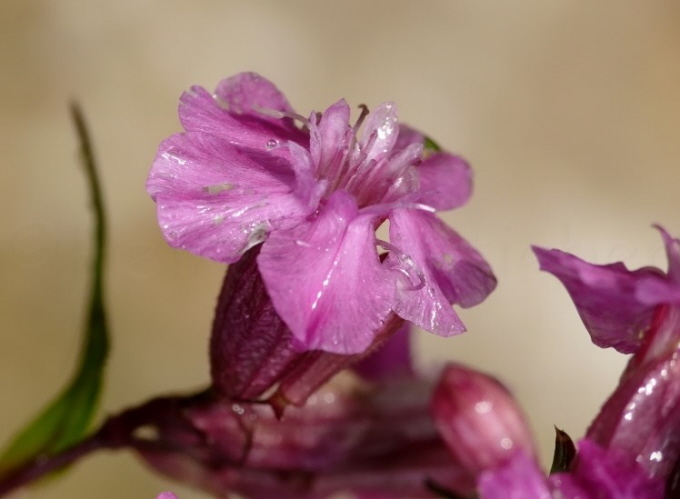 88_Pechnelke_Lychnis viscaria