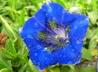 89_Enzian_Gentiana