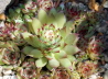 89_Hauswurz_Sempervivum tectorum