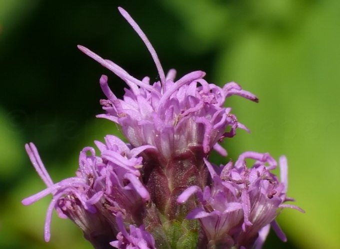 8_Prachtscharte_Liatris spicata