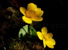 90_Sumpfdotterblume_Caltha palustris