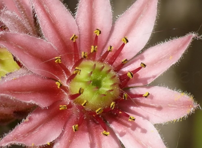 91_Echte Hauswurz_Sempervivum tectorum