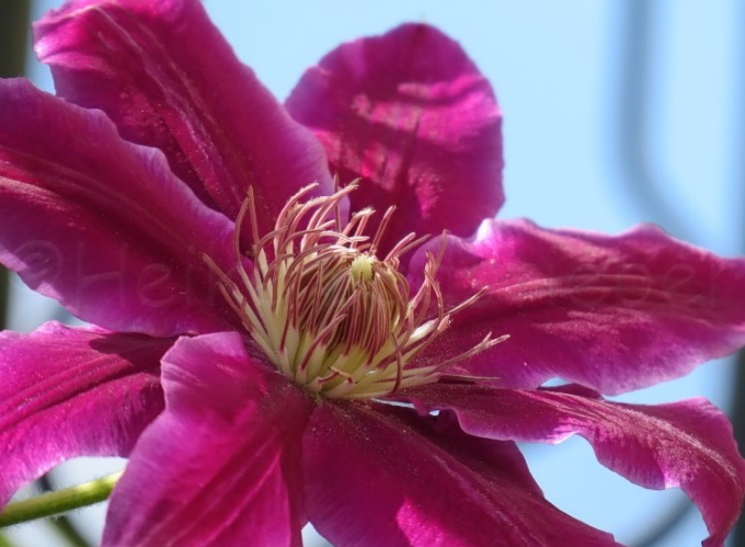 95_Clematis