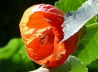 96_Schnmalve_Abutilon