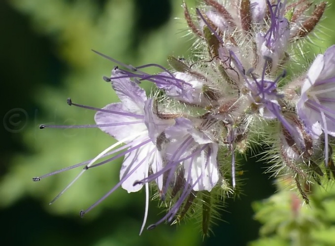 97_Bienenfreund_Phacelia