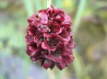 98_Wiesenknopf_Sanguisorba officinalis